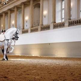 Spectacle de lipizzans à l'École espagnole d'équitation