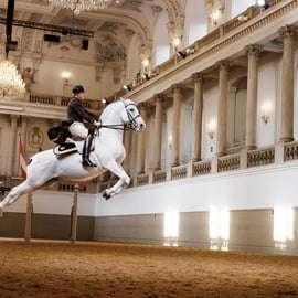 Spectacle de lipizzans à l'École espagnole d'équitation