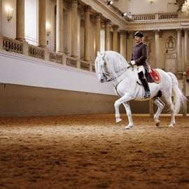 Spectacle de lipizzans à l'École espagnole d'équitation