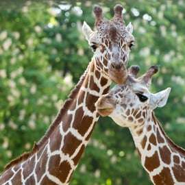 Vienne : billets coupe-file pour le zoo de Schönbrunn