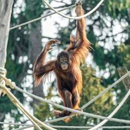 Vienne : billets coupe-file pour le zoo de Schönbrunn