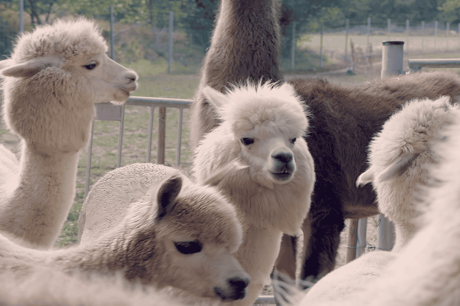 Mödling/Vienne : randonnée panoramique guidée avec des alpagas et des lamas