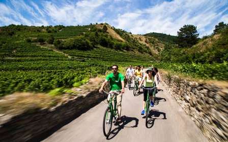 La vigne en pâture : Excursion à vélo dans les vignobles de la vallée de la Wachau