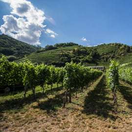 La vigne en pâture : Excursion à vélo dans les vignobles de la vallée de la Wachau