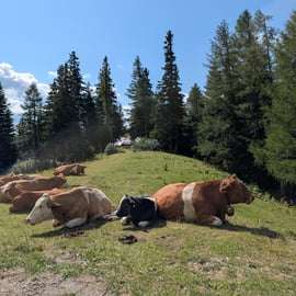 Vienne : randonnée guidée dans les montagnes du Rax avec transfert