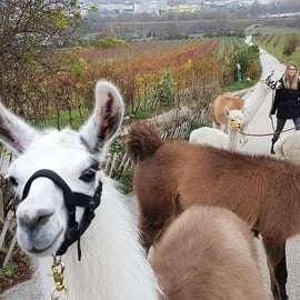 Mödling/Vienne : randonnée panoramique guidée avec des alpagas et des lamas