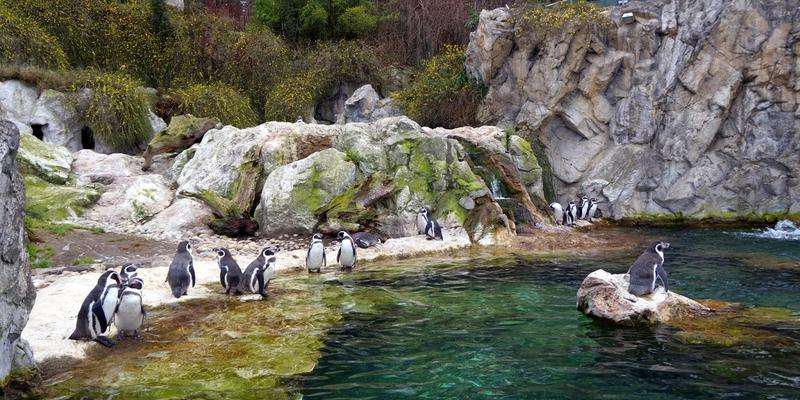 Jardin zoologique de Schönbrunn