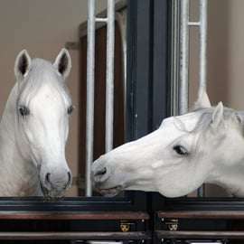 Visite guidée de l'école d'équitation espagnole de Vienne