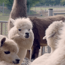 Mödling/Vienne : randonnée panoramique guidée avec des alpagas et des lamas