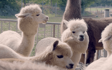 Mödling/Vienne : randonnée panoramique guidée avec des alpagas et des lamas