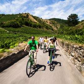 La vigne en pâture : Excursion à vélo dans les vignobles de la vallée de la Wachau
